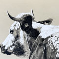Sous le soleil - Crayon noir sur papier 40 x 30 cm - 2025<br><br> dessin vache . vache vosgienne . dessin animalier . peintre animalier . race vosgienne