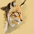 Lynx (profil) - Encre couleur et crayon pastel sur papier - 47 x 67 cm - 2017 <br><br>Peinture . peintre animalier . artiste peintre . peinture animalière . animal . félin