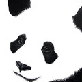 Panda II - Acrylique sur panneau médium - 50 x 50 cm - 2016<br><br>Peinture . peintre animalier . artiste peintre . peinture animalière . animal . noir et blanc
