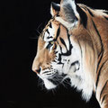 Sultan - Acrylique sur toile - 80 x 80 cm - 2021<br><br>Peinture . peintre animalier . artiste peintre . peinture animalière . animal . tigre
