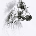 Contre-plongée - Crayon noir sur papier - 40 x 50 cm - 2014<br><br>Peinture vache . dessin vache . vache vosgienne . toile . peinture animalière . peintre animalier . race vosgienne