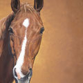 Skunzeito Hongre pur-sang Anglais (détail) - Acrylique sur toile - 2,20 x 2 m - 2006  <br><br>Peinture . peintre animalier . artiste peintre . peinture animalière . animal . cheval . portrait