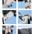 Signes extérieurs de Vosgienne II - Acrylique sur bois - 70 x 100 cm - 2003<br><br>Peinture vache . dessin vache . vache vosgienne . toile . peinture animalière . peintre animalier . race vosgienne
