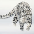Éloge de la rareté - Grand Prix Salon des Artistes Lorrains Nancy2025 - Acrylique sur toile - 80 x 60 - 2024<br><br>Peinture . peintre animalier . artiste peintre . peinture animalière . animal . Félin - panthère des neiges