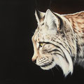 Lynx boréal - Acrylique sur toile - 40 x 40 cm - 2010<br><br>Peinture . peintre animalier . artiste peintre . peinture animalière . animal . peinture lynx