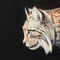 Lynx boréal - Acrylique sur toile - 40 x 40 cm - 2010<br><br>Peinture . peintre animalier . artiste peintre . peinture animalière . animal . peinture lynx