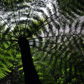 Palm tree in a temperate rainforest
