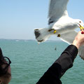 Feeding the gulls on the ferry