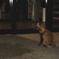 A tanuki waiting for entry to a hotel?
