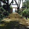 Mossy path at Senpuku-ji