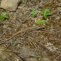 muurhagedis -Podarcis muralis