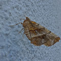 herculesje - Selenia dentaria