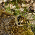 muurhagedis -Podarcis muralis