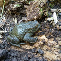 gewone pad (Bufo bufo)