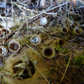 geel nestzwammetje - Crucibulum crucibuliforme