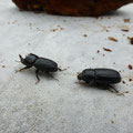 rolrond vliegend hert - Sinodendron cylindricollis, paar