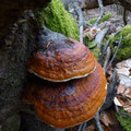roodgerande houtzwam - Fomitopsis pinicola