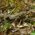 muurhagedis -Podarcis muralis