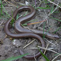 hazelworm - Anguis fragilis