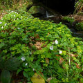 witte klaverzuring - Oxalis acetosella