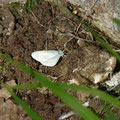 boswitje - Leptidia sinapis