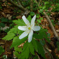 bosanemoon - Anemone nemorosa