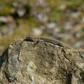 muurhagedis -Podarcis muralis