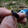 Abax parallellus