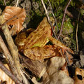 bruine kikker (Rana temporaria)