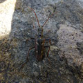 Rhagium bifasciatum