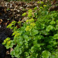 paarbladig goudveil - Chrysosplenium oppositifolium