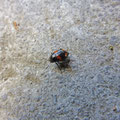 Scaphidium quadrimaculatum