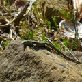muurhagedis -Podarcis muralis