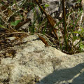 muurhagedis -Podarcis muralis