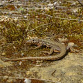 muurhagedis -Podarcis muralis