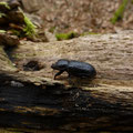rolrond vliegend hert - Sinodendron cylindricollos vrouw