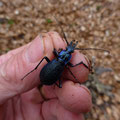 Carabus intricatus