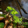 verspreidbladig goudveil - Chrysosplenium alternifolium