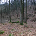 Duits beekbos