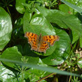 gehakkelde aurelia - Polygonia c-album