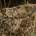muurhagedis -Podarcis muralis