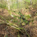 bosbeek