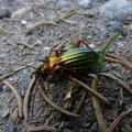 Carabus auronitens