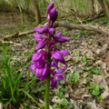 mannetjesorchis (Orchis mascula)