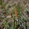 reuzenpaardenstaart - Equisetum telmateia