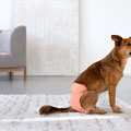 Hund trägt die Palopa Läufigkeitshose Glan - bequeme Passform und sicherer Sitz ohne Verrutschen