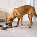 Hund mit Hundenäpfen und Napfunterlage PALOPA