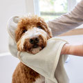 Hund mit Hundehand- & Pfotentuch von Palopa/LÄSSIG