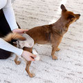Hund trägt die Palopa Läufigkeitshose Glan - bequeme Passform und sicherer Sitz ohne Verrutschen