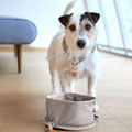Jack Russel vor Hundenapf Tura von Palopa